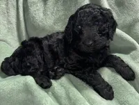 Rex, a male Goldendoodle for sale in Mount Vernon, MO – Photo 2 of 2