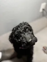 Roxy, a female Goldendoodle for sale in Mount Vernon, MO – Photo 2 of 5