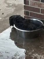 Roxy, a female Goldendoodle for sale in Mount Vernon, MO – Photo 5 of 5