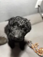 Roxy, a female Goldendoodle for sale in Mount Vernon, MO – Photo 3 of 5