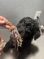 Roxy, a female Goldendoodle for sale in Mount Vernon, MO – Photo 4 of 5