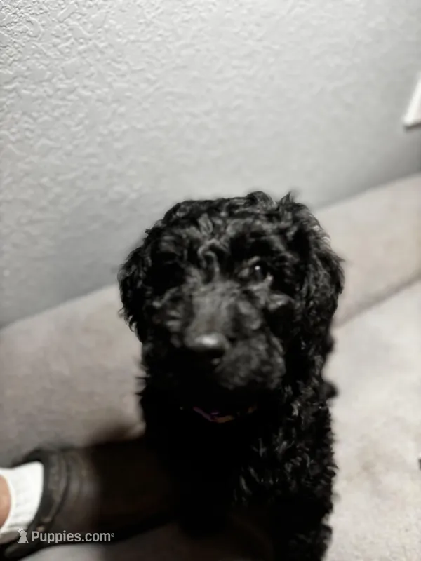 Roxy – Goldendoodle puppy for sale in Mount Vernon, MO