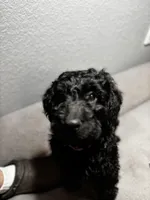 Roxy, a female Goldendoodle for sale in Mount Vernon, MO – Photo 1 of 5