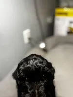 Sam, a male Goldendoodle for sale in Mount Vernon, MO – Photo 3 of 4