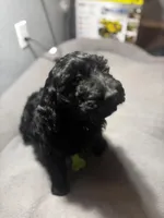 Sam, a male Goldendoodle for sale in Mount Vernon, MO – Photo 4 of 4