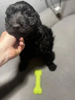 Sam, a male Goldendoodle for sale in Mount Vernon, MO – Photo 2 of 4