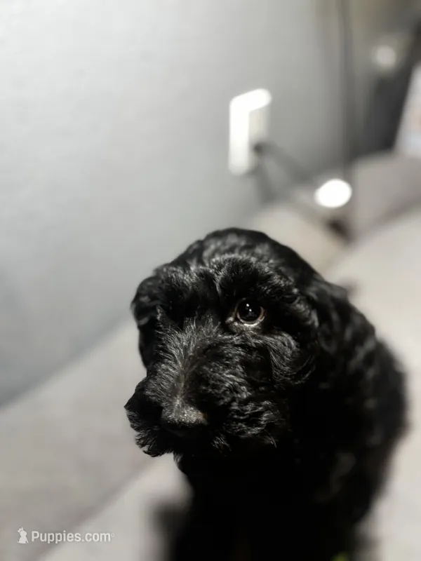 Sam – Goldendoodle puppy for sale in Mount Vernon, MO