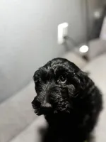 Sam, a male Goldendoodle for sale in Mount Vernon, MO – Photo 1 of 4