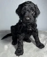 Sam, a male Goldendoodle for sale in Mount Vernon, MO – Photo 1 of 2