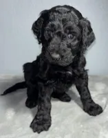 Sam, a male Goldendoodle for sale in Mount Vernon, MO – Photo 2 of 2