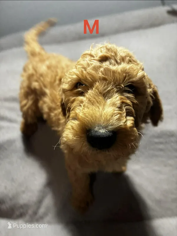 Charlie – Goldendoodle puppy for sale in Mount Vernon, MO