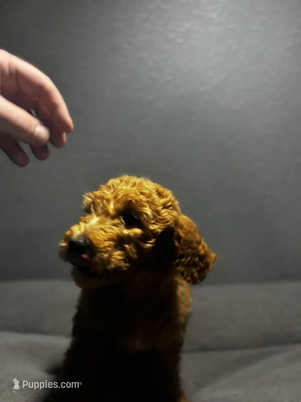 Honey – Goldendoodle puppy for sale in Mount Vernon, MO