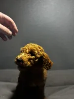 Honey, a female Goldendoodle for sale in Mount Vernon, MO – Photo 1 of 4