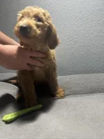 Honey, a female Goldendoodle for sale in Mount Vernon, MO – Photo 4 of 4