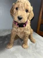 Honey, a female Goldendoodle for sale in Mount Vernon, MO – Photo 3 of 3