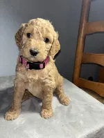 Honey, a female Goldendoodle for sale in Mount Vernon, MO – Photo 1 of 3