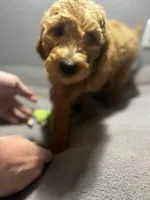 Honey, a female Goldendoodle for sale in Mount Vernon, MO – Photo 3 of 4