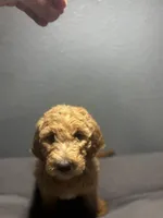 Honey, a female Goldendoodle for sale in Mount Vernon, MO – Photo 2 of 4