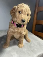 Honey, a female Goldendoodle for sale in Mount Vernon, MO – Photo 2 of 3