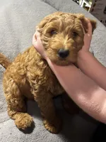 Buddy, a male Goldendoodle for sale in Mount Vernon, MO – Photo 2 of 5