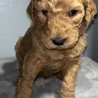 Buddy, a male Goldendoodle for sale in Mount Vernon, MO – Photo 5 of 5