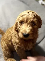 Buddy, a male Goldendoodle for sale in Mount Vernon, MO – Photo 1 of 5