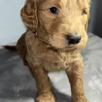 Buddy, a male Goldendoodle for sale in Mount Vernon, MO – Photo 4 of 5