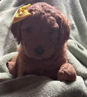 Bailey, a female Goldendoodle for sale in Mount Vernon, MO – Photo 3 of 3