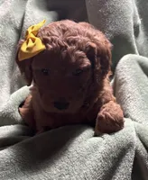 Bailey, a female Goldendoodle for sale in Mount Vernon, MO – Photo 2 of 3