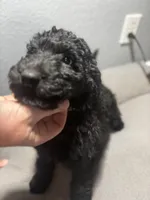 Piper, a female Goldendoodle for sale in Mount Vernon, MO – Photo 3 of 6