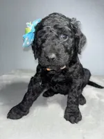 Pipper, a female Goldendoodle for sale in Mount Vernon, MO – Photo 3 of 3