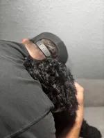 Piper, a female Goldendoodle for sale in Mount Vernon, MO – Photo 2 of 6