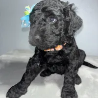 Piper, a female Goldendoodle for sale in Mount Vernon, MO – Photo 4 of 6