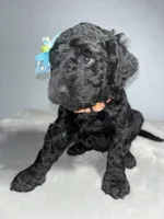 Pipper, a female Goldendoodle for sale in Mount Vernon, MO – Photo 1 of 3