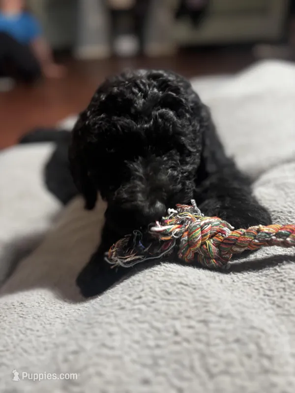 Piper – Goldendoodle puppy for sale in Mount Vernon, MO