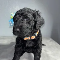 Piper, a female Goldendoodle for sale in Mount Vernon, MO – Photo 5 of 6