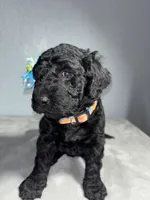 Pipper, a female Goldendoodle for sale in Mount Vernon, MO – Photo 2 of 3