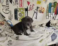 pocket male, a male American Bully for sale in Alton, IL – Photo 6 of 6