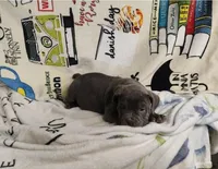 pocket male, a male American Bully for sale in Alton, IL – Photo 2 of 6