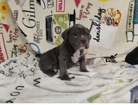 pocket male, a male American Bully for sale in Alton, IL – Photo 3 of 6