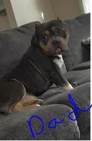 bully pocket, a male American Bully for sale in Alton, IL – Photo 7 of 8