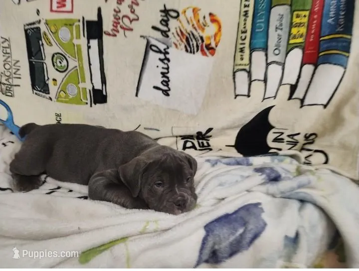 bully pocket, a male American Bully for sale in Alton, IL – Photo 1 of 8