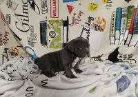 bully pocket, a male American Bully for sale in Alton, IL – Photo 2 of 8