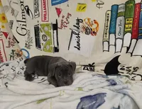 bully pocket, a male American Bully for sale in Alton, IL – Photo 3 of 8