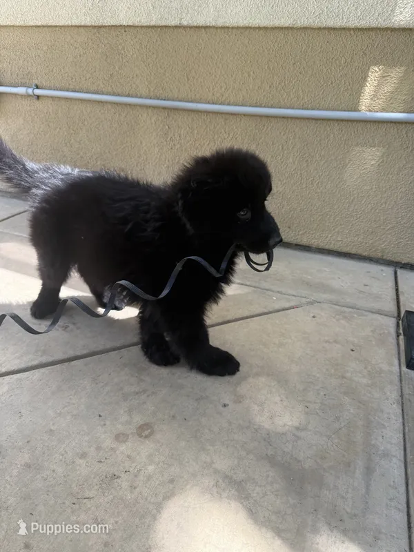 Muffin – German Shepherd Dog puppy for sale in West Covina, CA