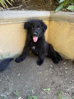 Don Don, a male German Shepherd Dog for sale in West Covina, CA – 5 of 8