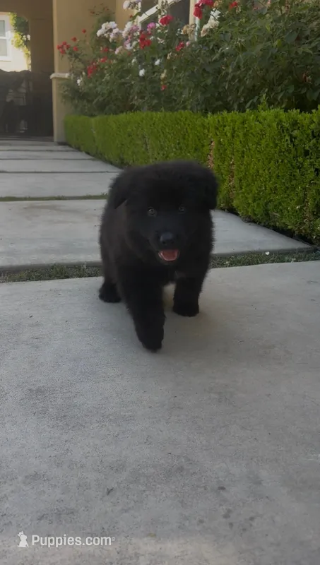 Muffin – German Shepherd Dog puppy for sale in West Covina, CA