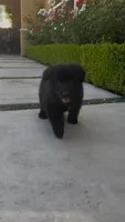 Muffin, a female German Shepherd Dog for sale in West Covina, CA – 3 of 3