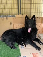 Cocopuff, a female German Shepherd Dog for sale in West Covina, CA – 4 of 4