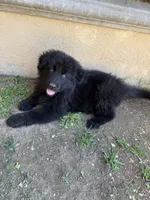 Don Don, a male German Shepherd Dog for sale in West Covina, CA – 4 of 8